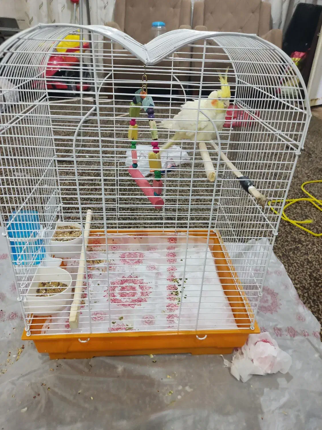 عروس هلندی|پرنده|بندر ماهشهر, |دیوار