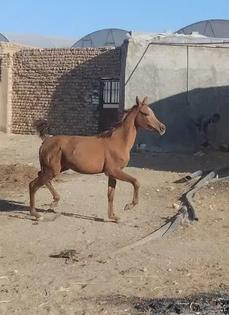 کره مادیون عرب|اسب و تجهیزات اسب‌سواری|کمیجان, |دیوار