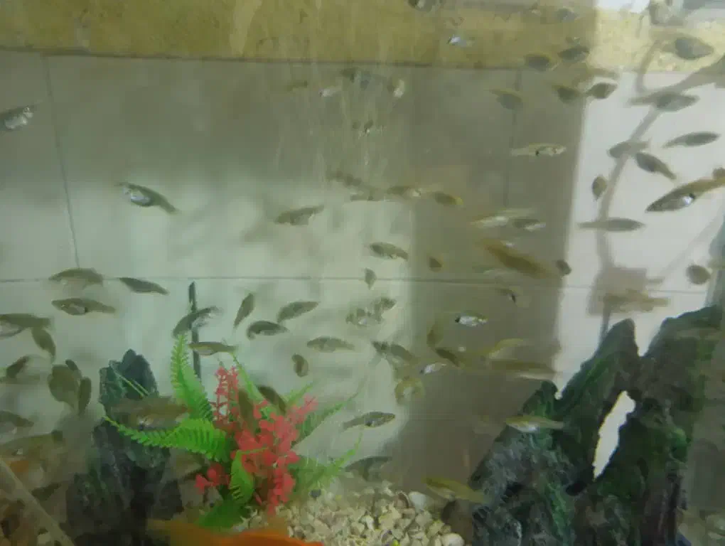 ماهی ماهی گوپی|ماهی|سیرجان, |دیوار