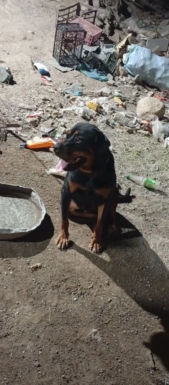 سگ گمشده|حیوانات|توکهور, |دیوار