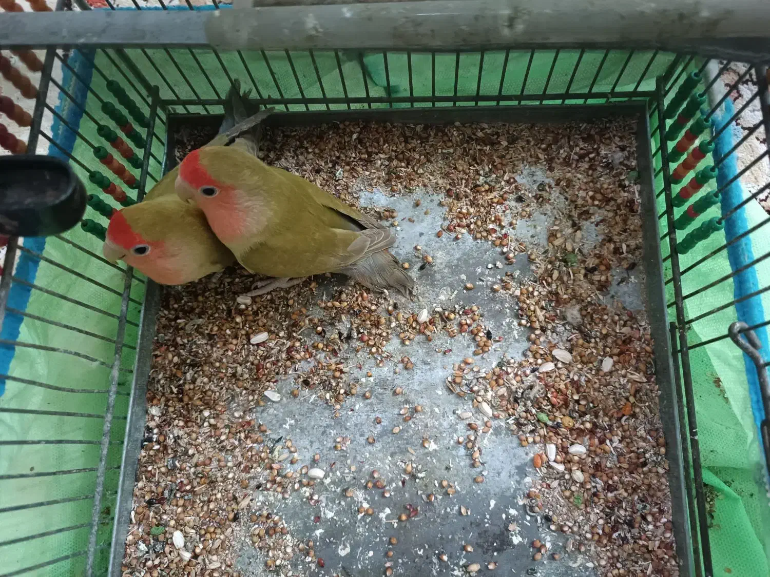 طوطی برزیلی|پرنده|بندر ماهشهر, |دیوار