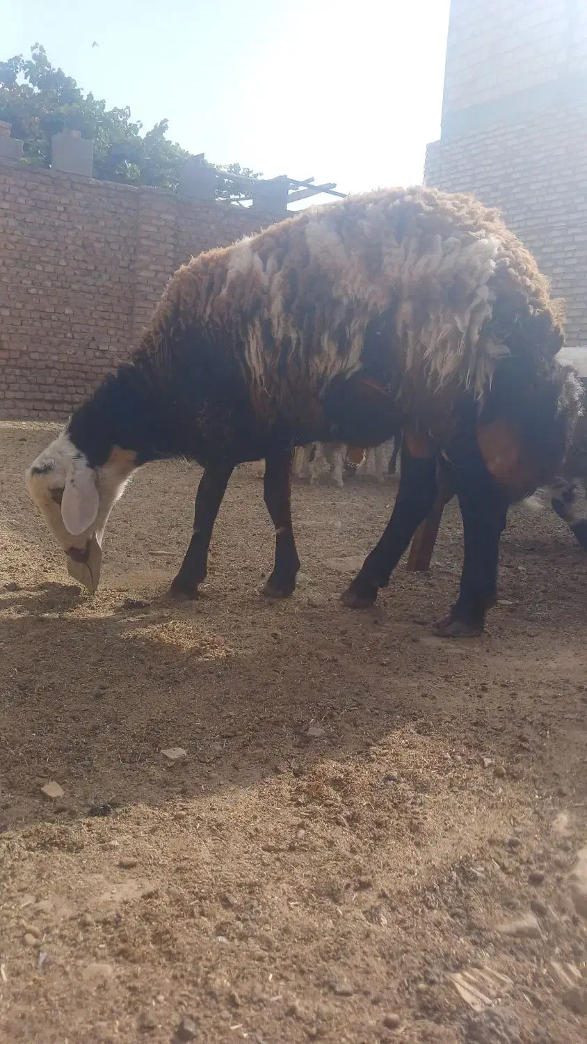 بره قوچی بروجردی  درجه یک شر کیلو ۳۶۰|حیوانات مزرعه|کاشمر, |دیوار