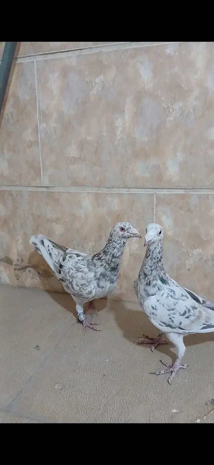 هفترنگ خطی آس|پرنده|قزوین, |دیوار