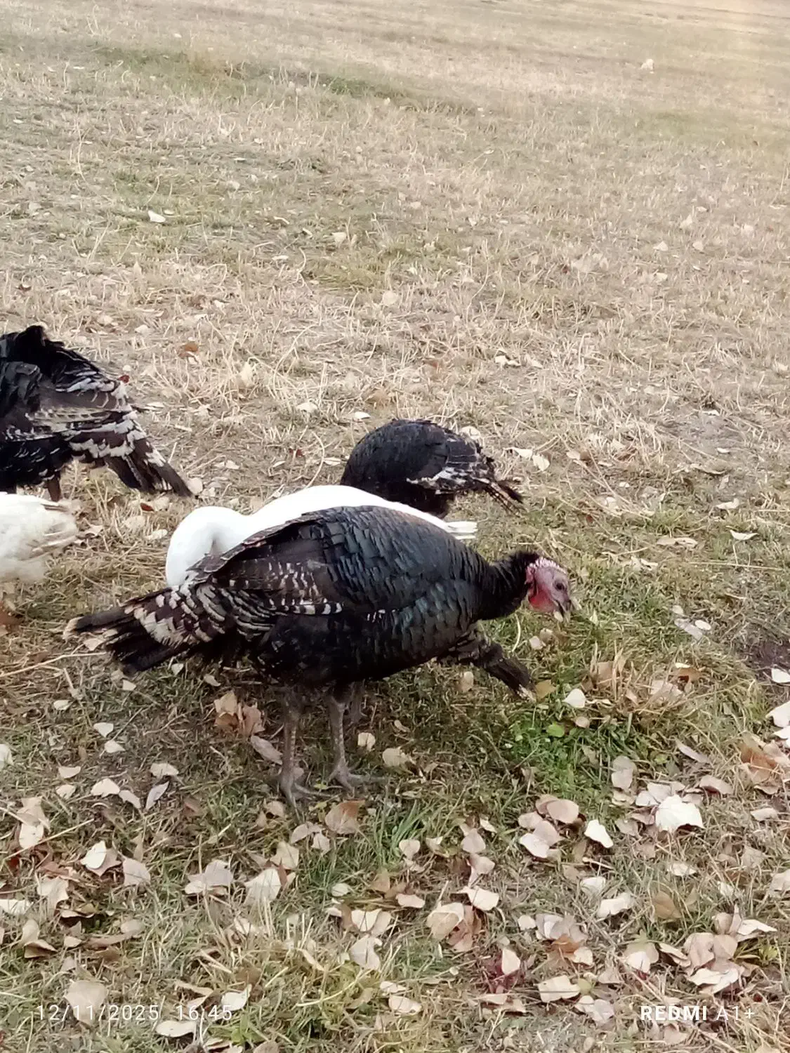 بوگلمو|حیوانات مزرعه|ماکو, |دیوار