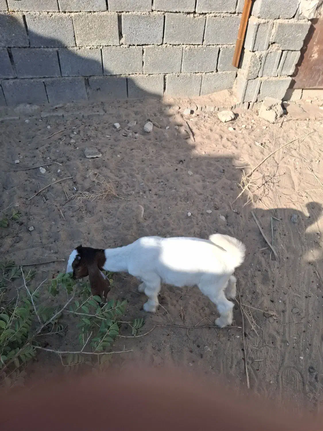 یک عدد بز|حیوانات مزرعه|سعدآباد, |دیوار