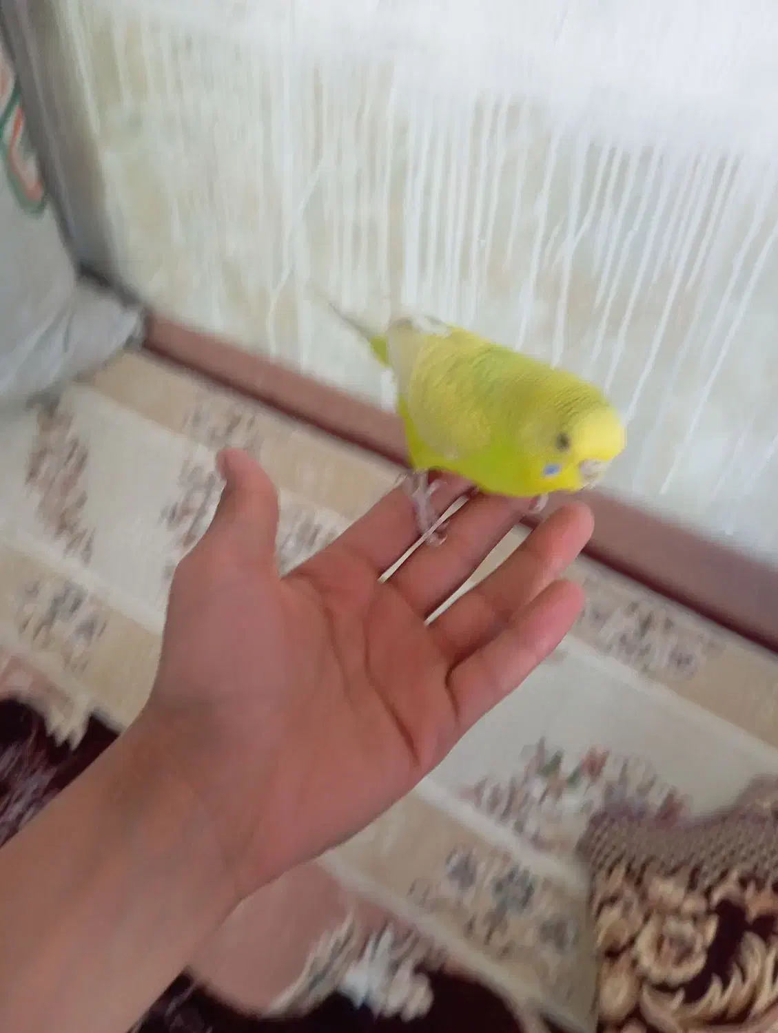 مرغ عشق|پرنده|سراب, |دیوار