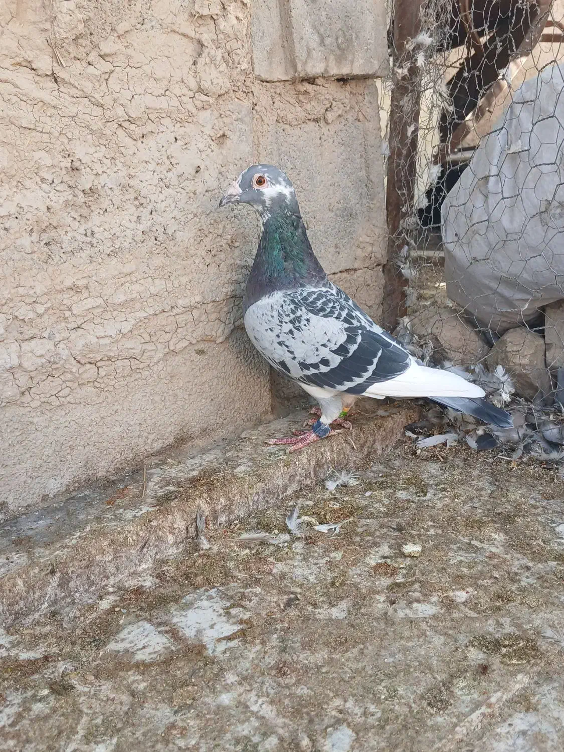 کفتر مسافتی و شناسنامه دار|پرنده|شیراز, رحمت‌آباد|دیوار