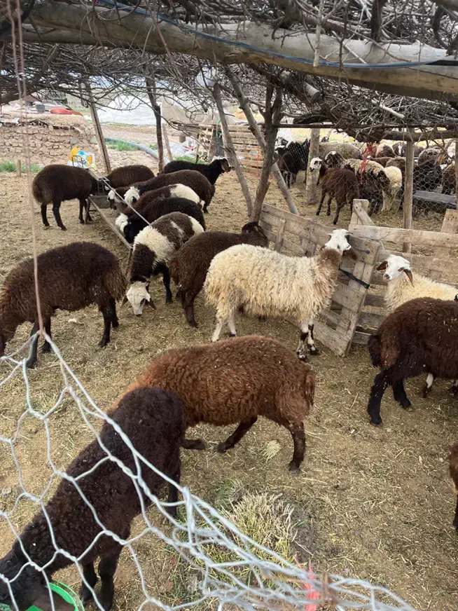 فروش گوسفند نر|حیوانات مزرعه|قزوین, |دیوار