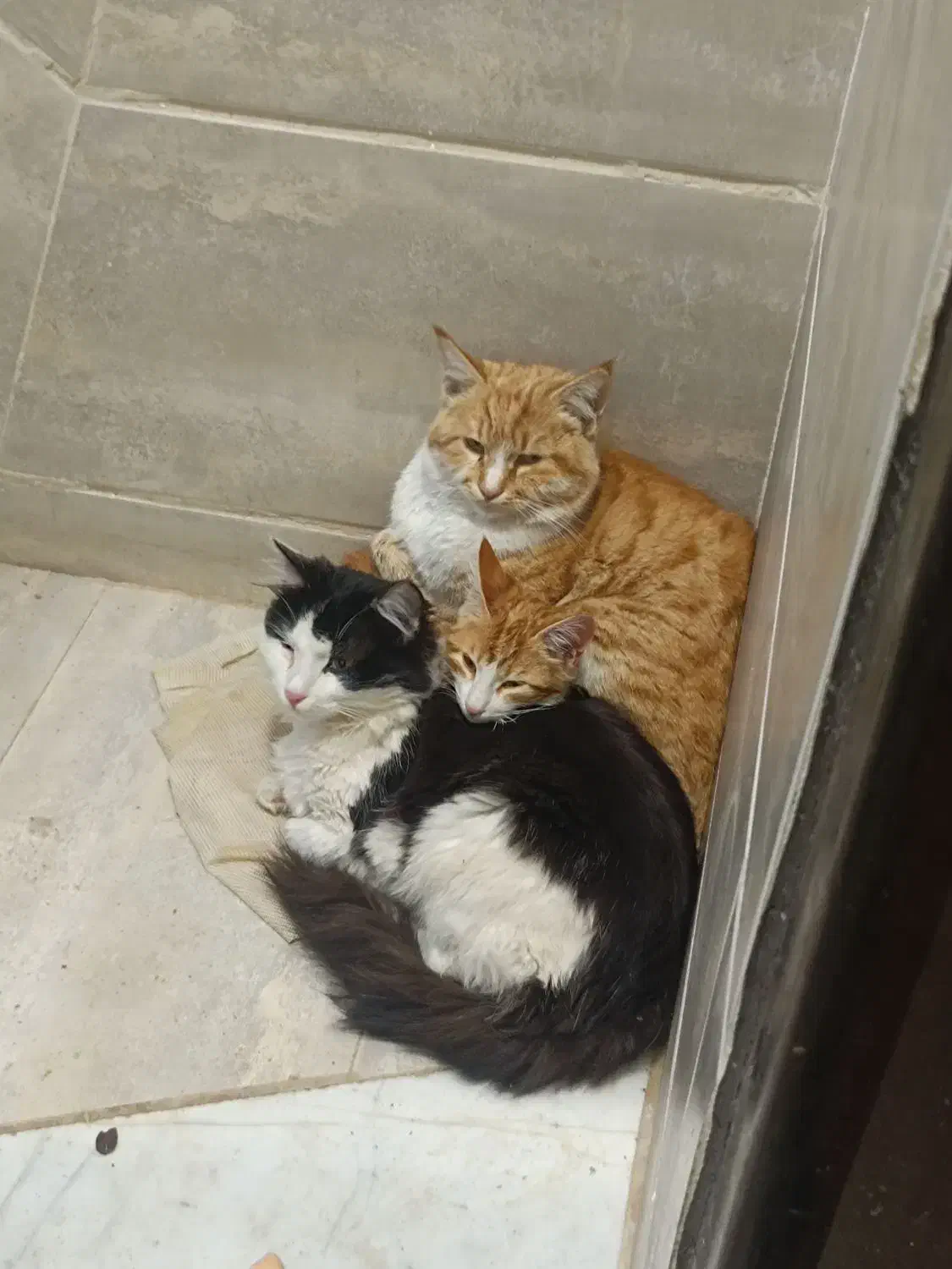 گربه خونگی|گربه|بیرجند, |دیوار