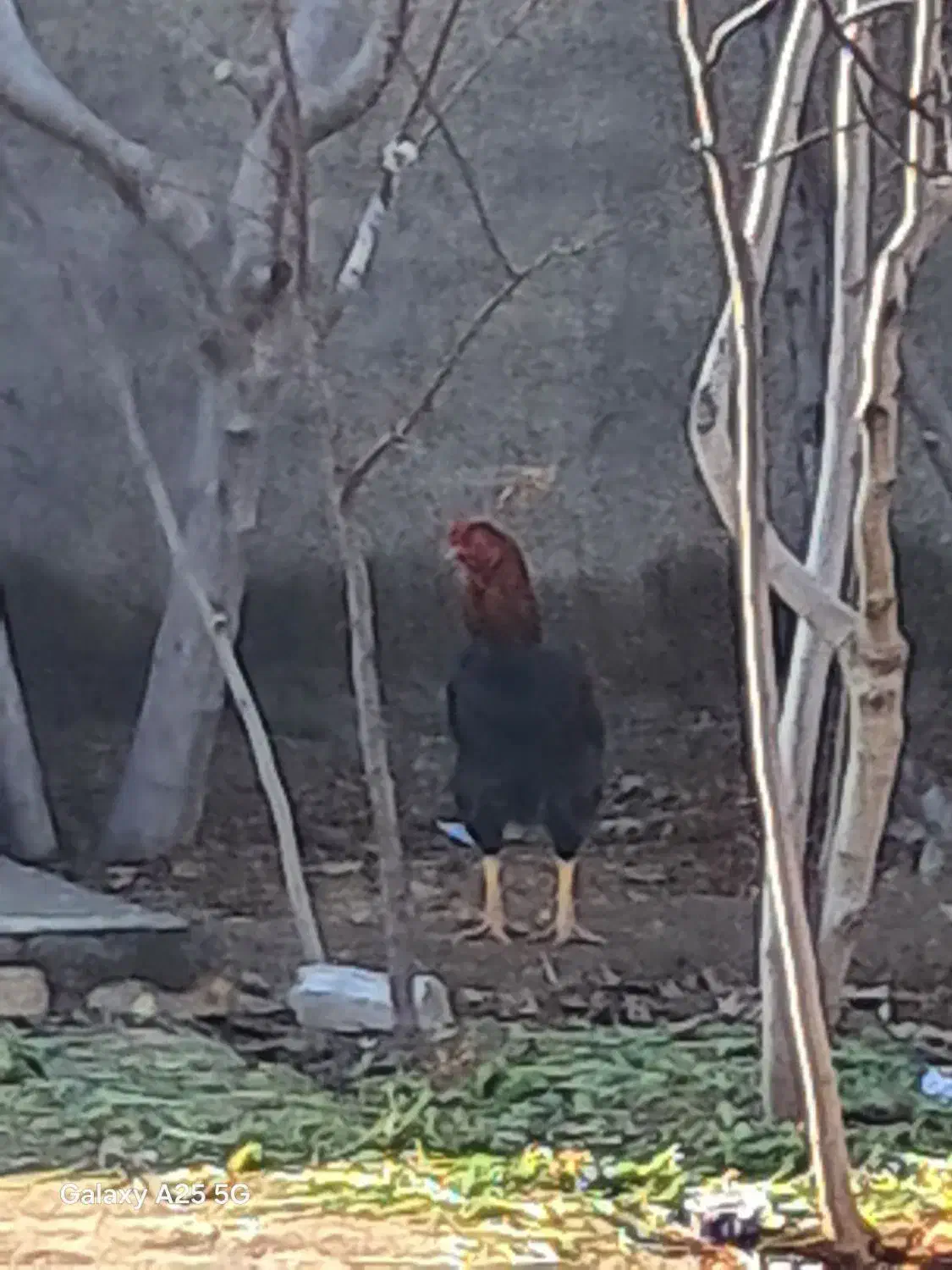 خروس لاری|حیوانات مزرعه|قزوین, |دیوار