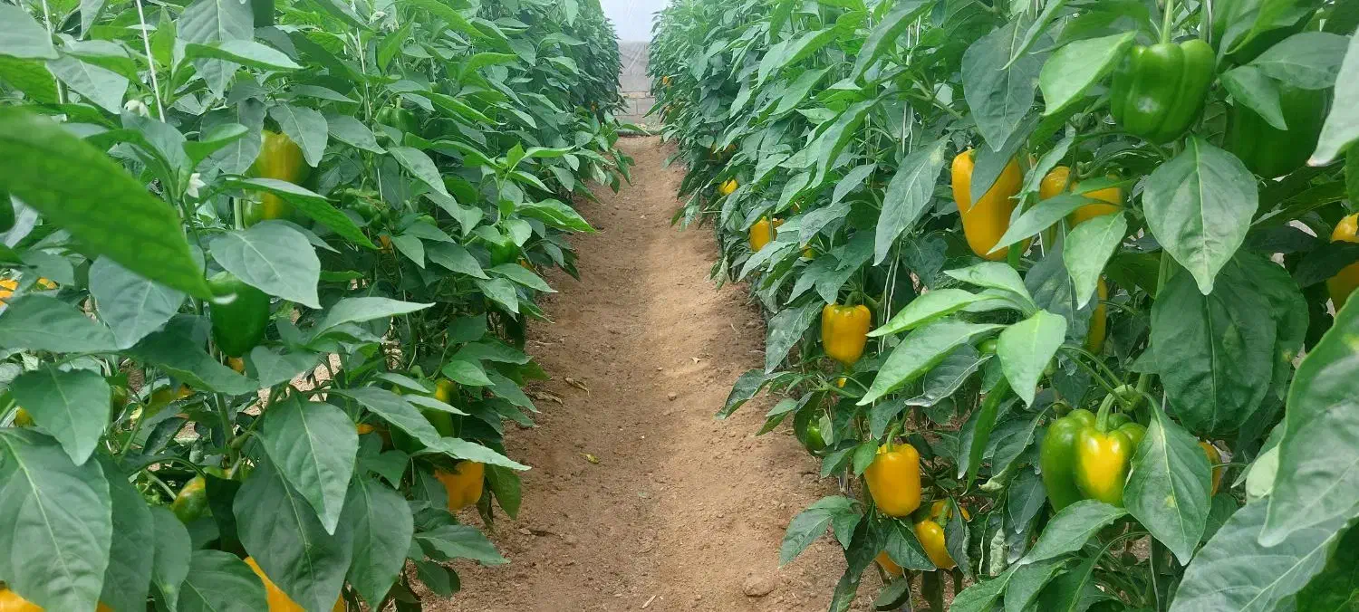 نیروی گلخانه|استخدام صنعتی، فنی، مهندسی|فرخشهر, |دیوار