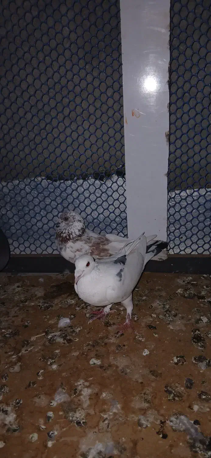 کبوتر|پرنده|چابهار, |دیوار