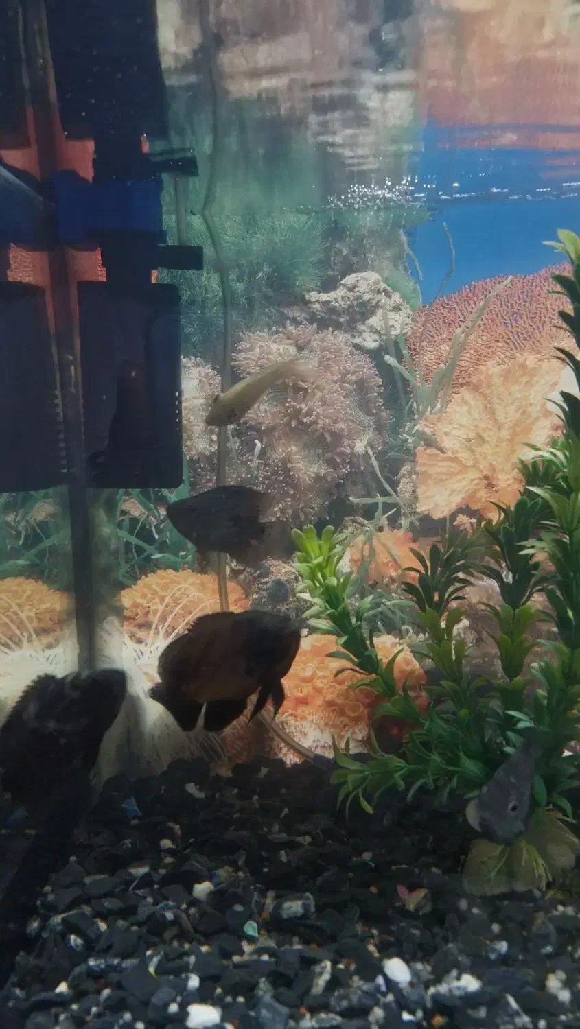 آکواریوم شیشه خم با وسایل و ماهی|ماهی|کرج, کیانمهر|دیوار