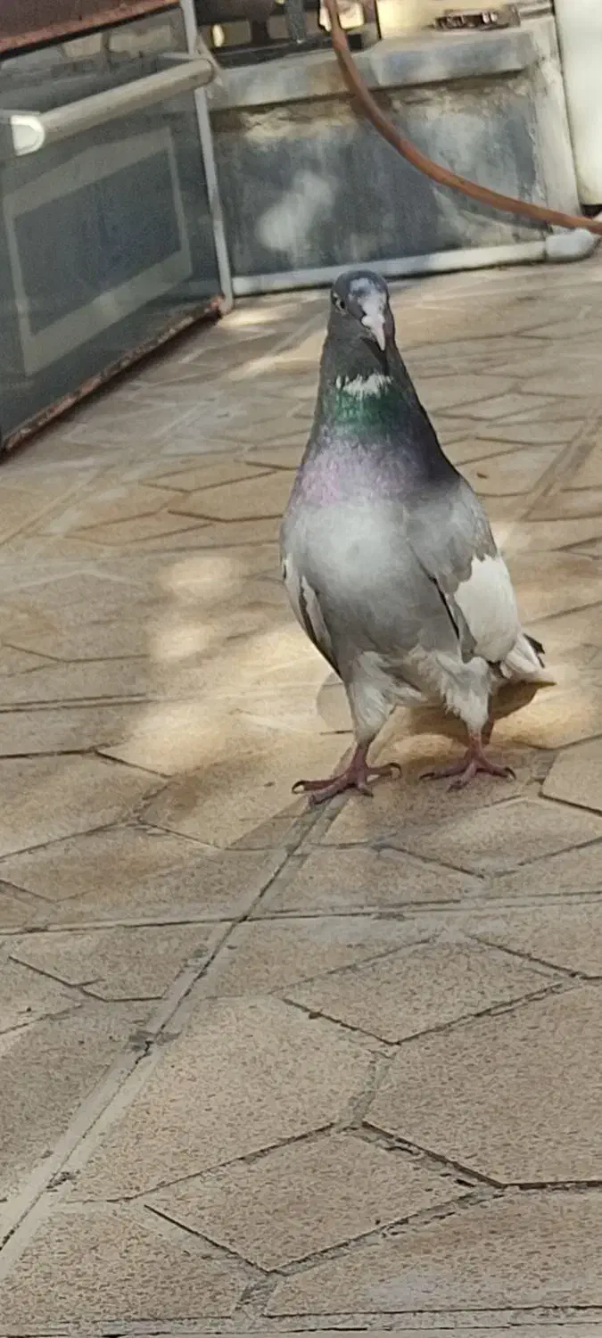 کبوتر ابلغ|پرنده|کرمانشاه, |دیوار