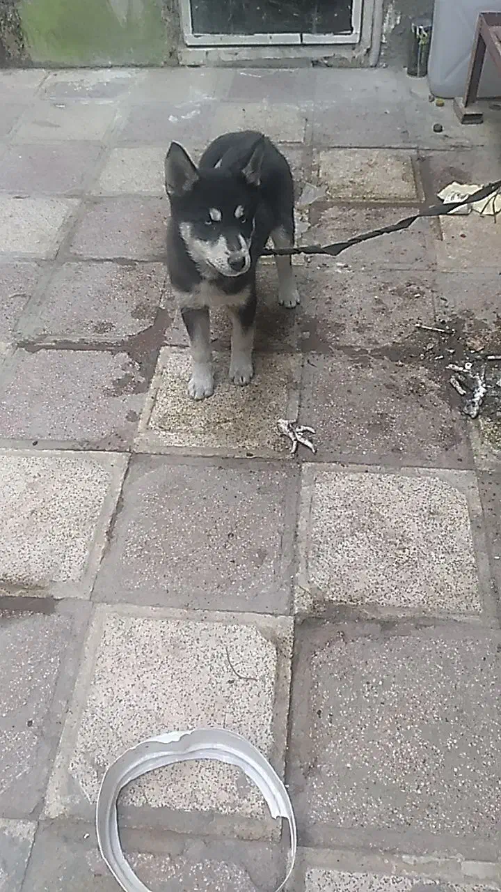 سگ هاسکی پیداشده|حیوانات|مشهد, ترمینال|دیوار