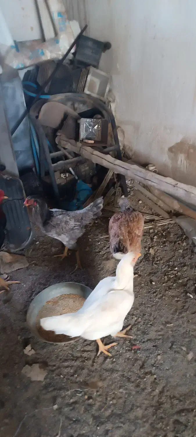 مرغ و خروس لاری|حیوانات مزرعه|کاشان, شهرک صنعتی امیرکبیر ۲|دیوار