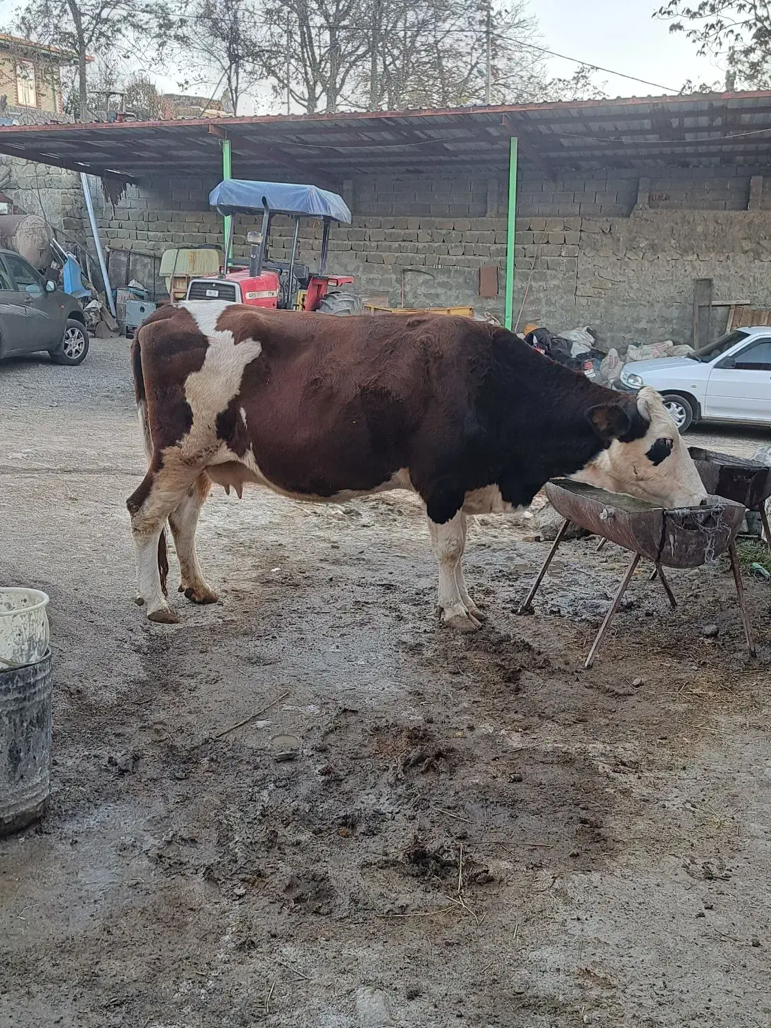 گاو ماده گوشتی|حیوانات مزرعه|آبش احمد, |دیوار