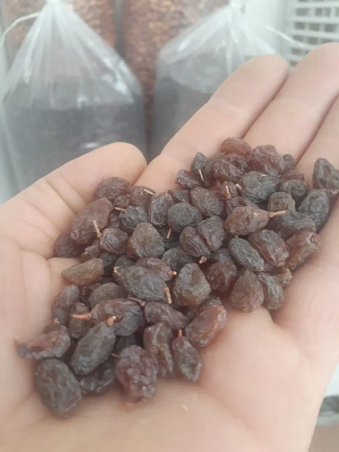 سنجد|خوردنی و آشامیدنی|همدان, |دیوار