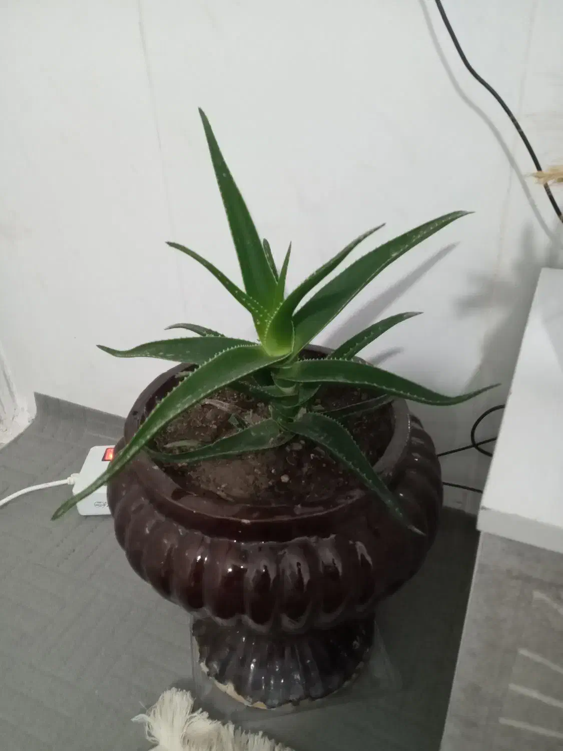 گل گل طبیعی|گل و گیاه طبیعی|بجنورد, |دیوار