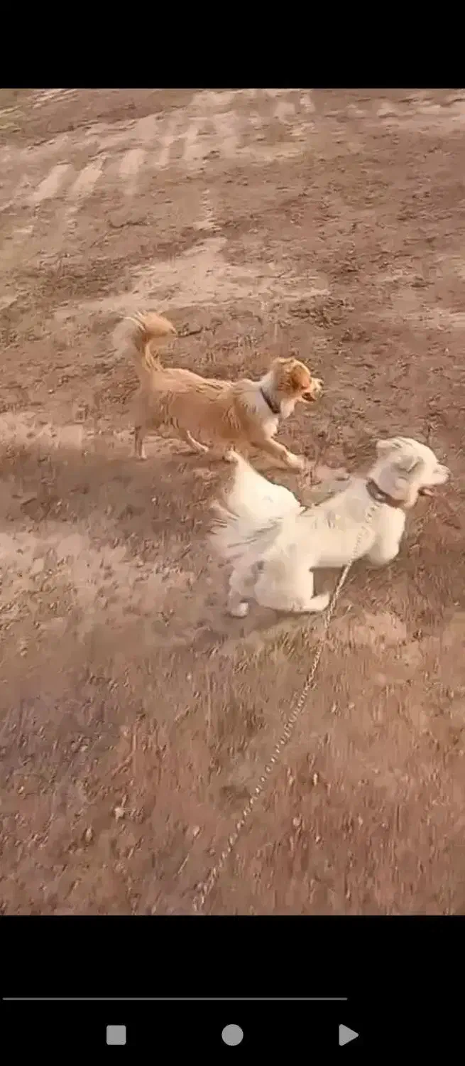 دو عدد سگ پا کوتا|سگ|فشاپویه, |دیوار