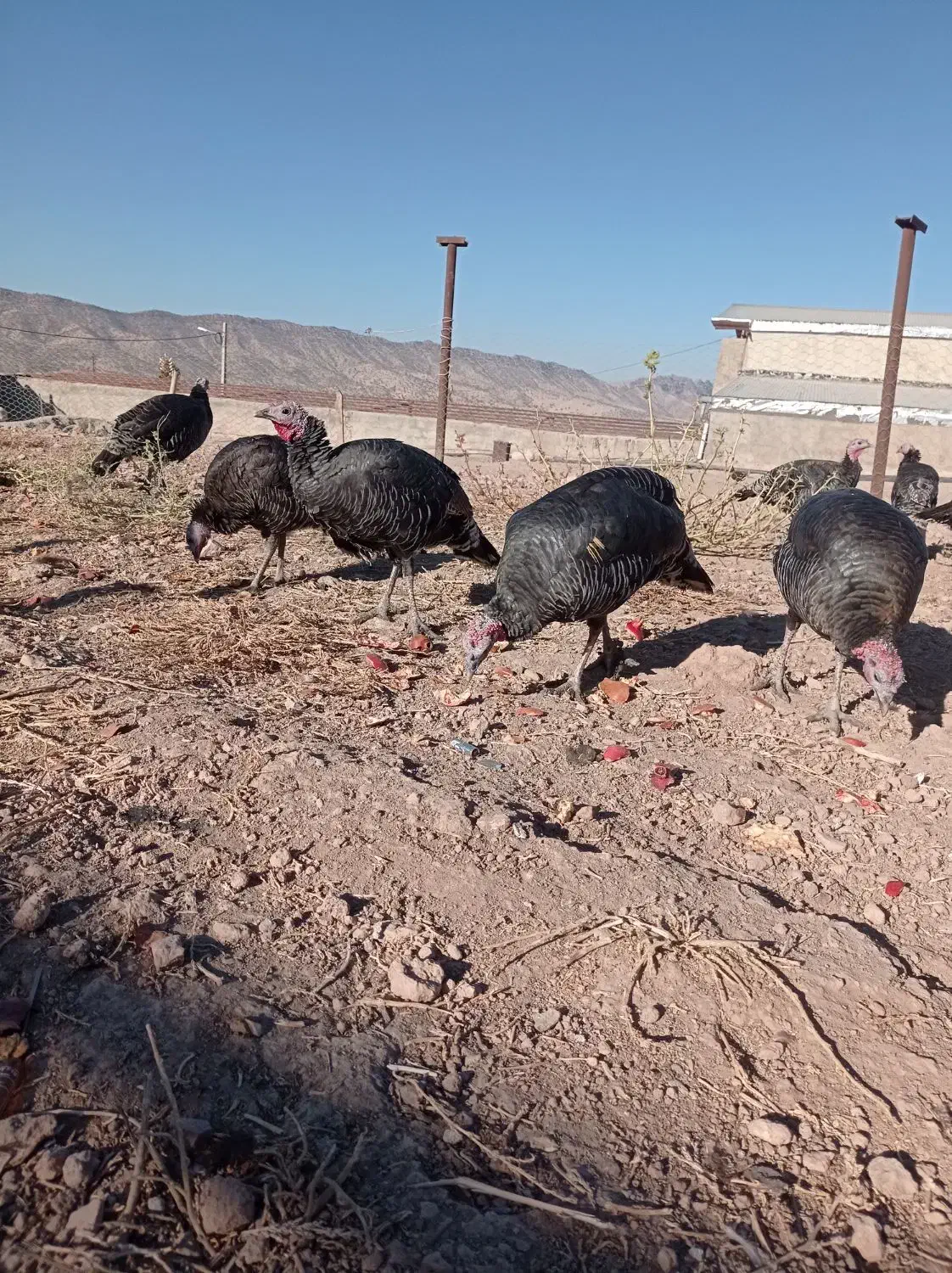 بوقلمون|حیوانات مزرعه|کوهدشت, |دیوار