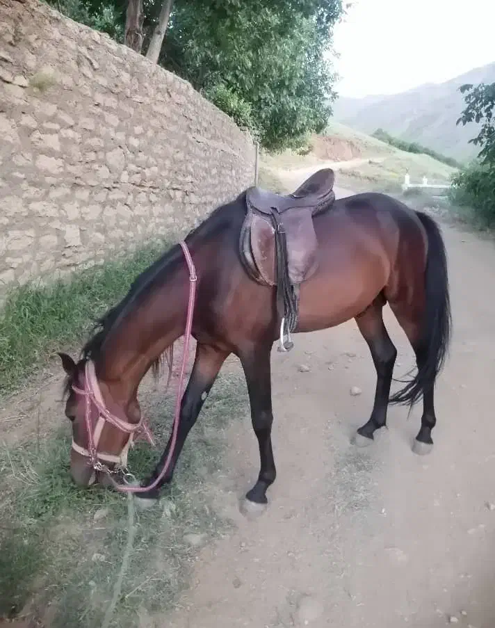 اسب|اسب و تجهیزات اسب‌سواری|همدان, |دیوار