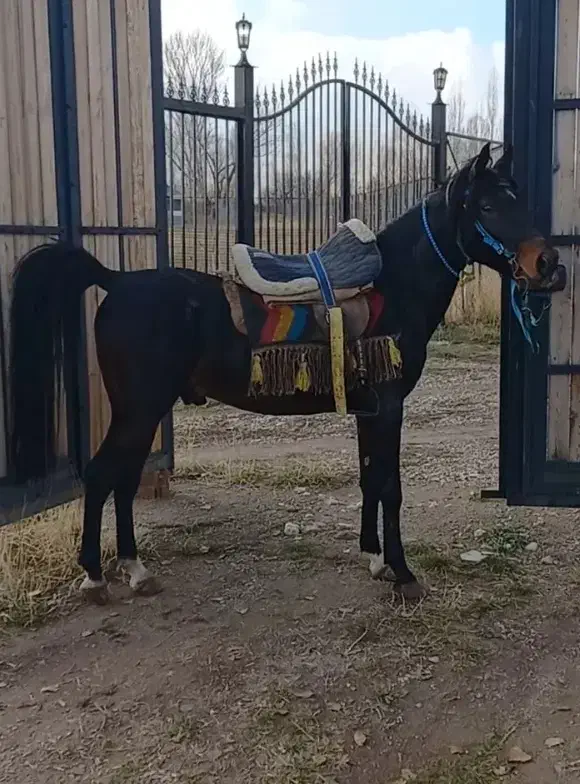 اسب|اسب و تجهیزات اسب‌سواری|ماکو, |دیوار