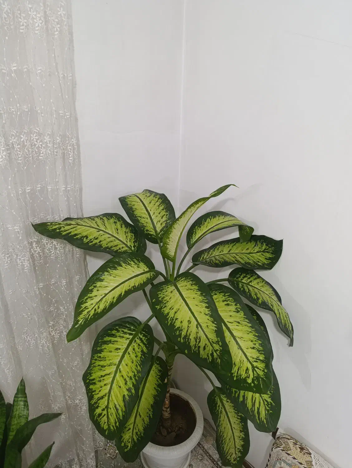 گل دیفن بزرگ و زیبا|گل و گیاه طبیعی|سنندج, |دیوار