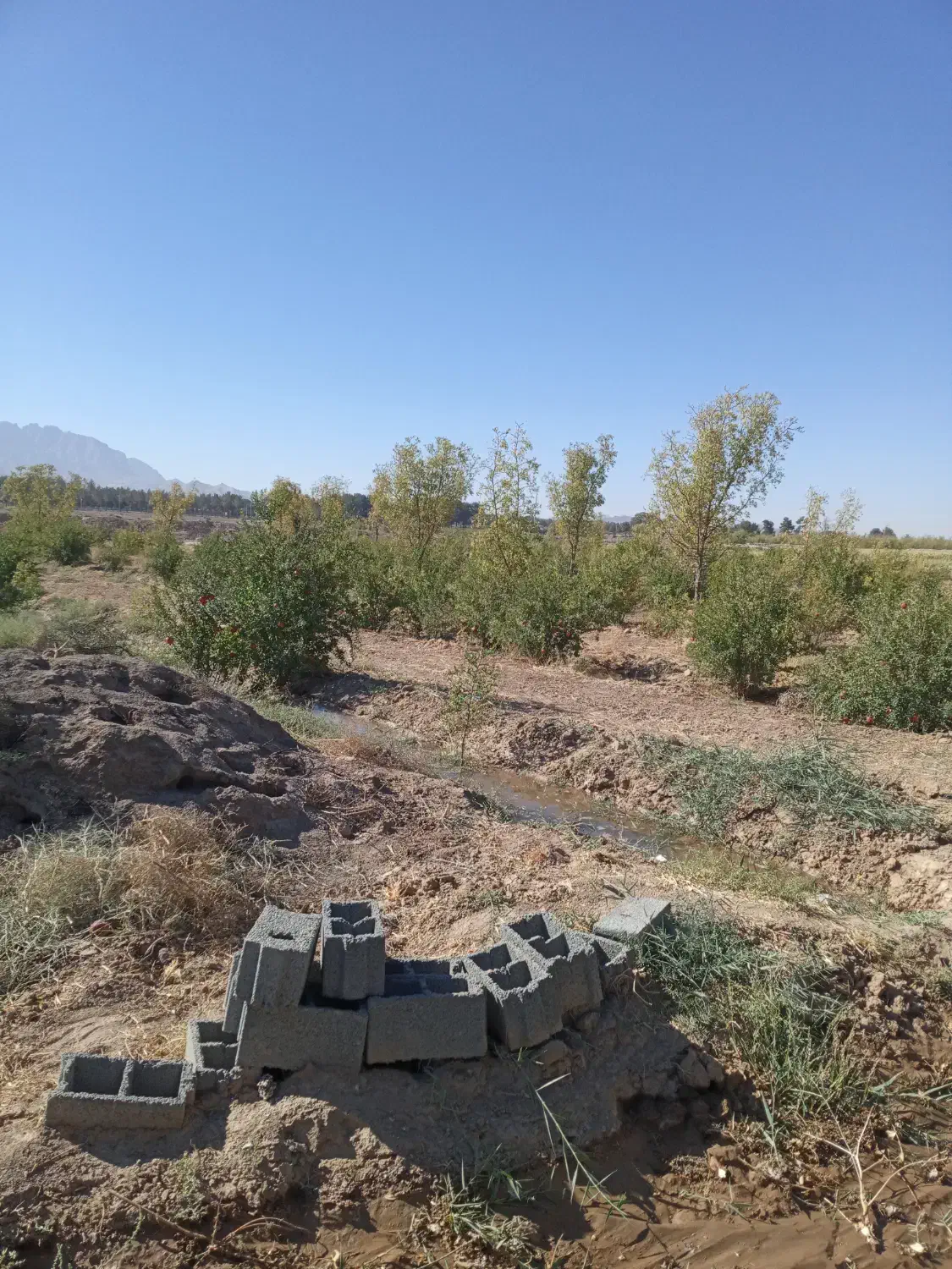 زمین کشاورزی ۵۰۰۰متر محمدیه با یک ساعت آب|فروش زمین و ملک کلنگی|خوسف, |دیوار