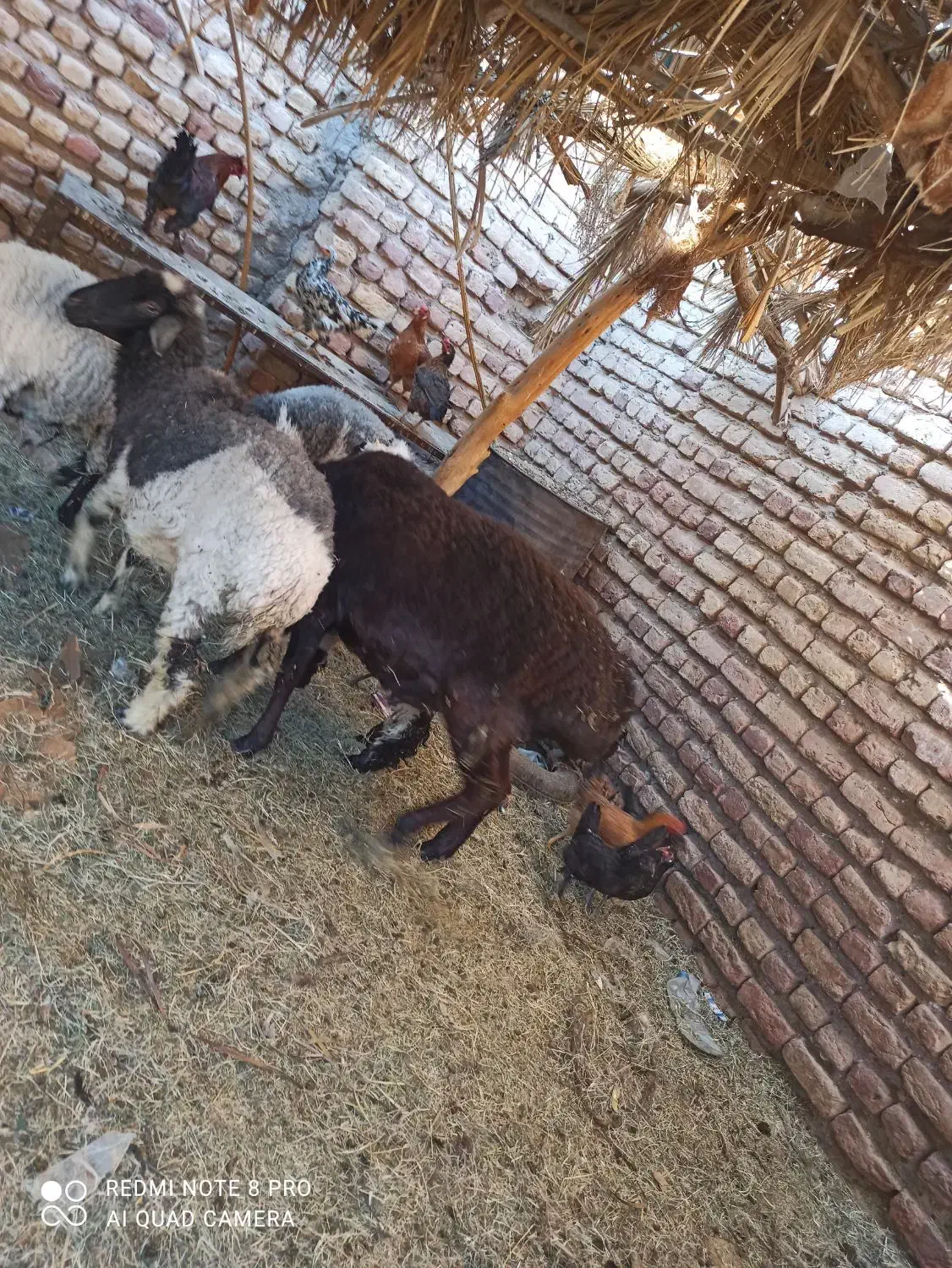 قوچ|حیوانات مزرعه|فهرج, |دیوار