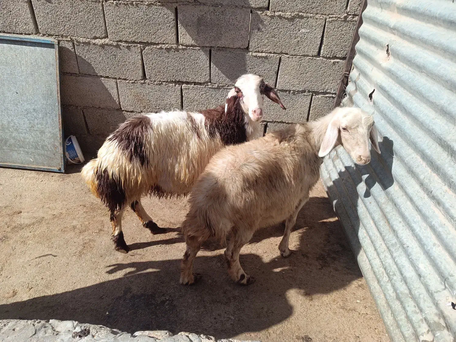 بره و میش|حیوانات مزرعه|سیلاخور, |دیوار