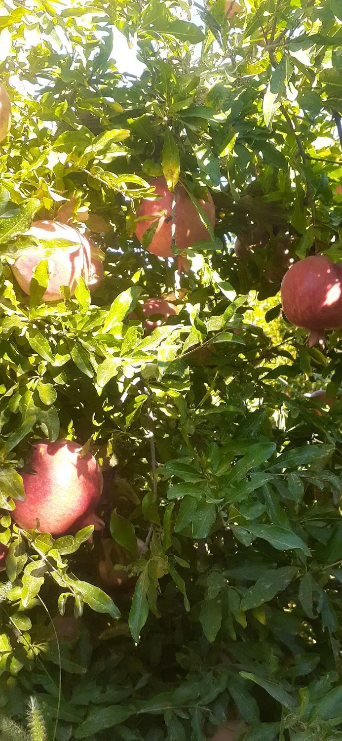 انار|خوردنی و آشامیدنی|کوهنانی, |دیوار