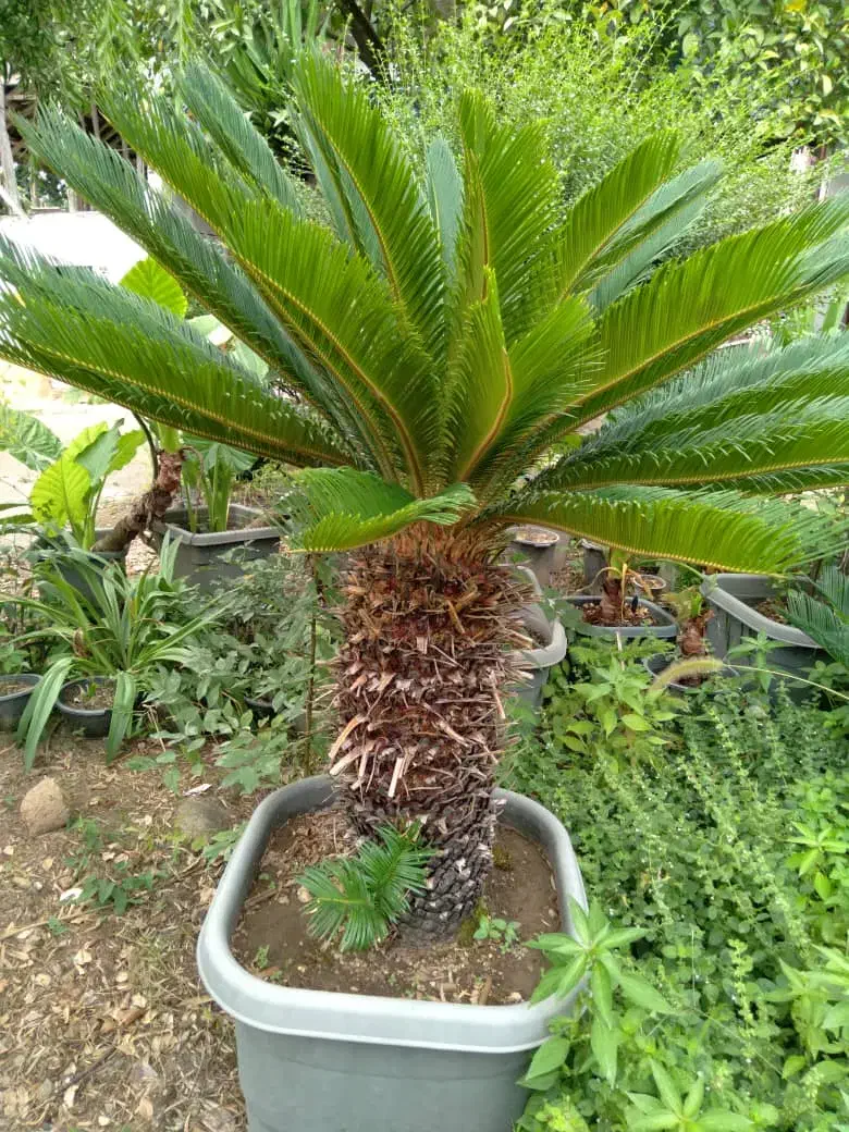 سیکاس وپالم‌ کاج طلای ونوکدار|گل و گیاه طبیعی|سیدان, |دیوار