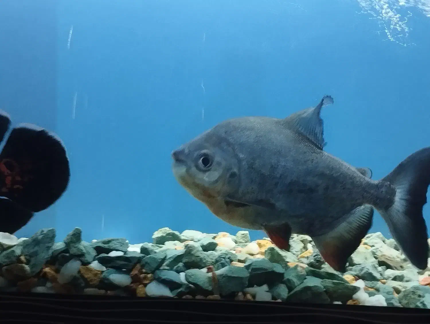 آکواریوم با ماهی و تجهیزات|ماهی|مراغه, |دیوار