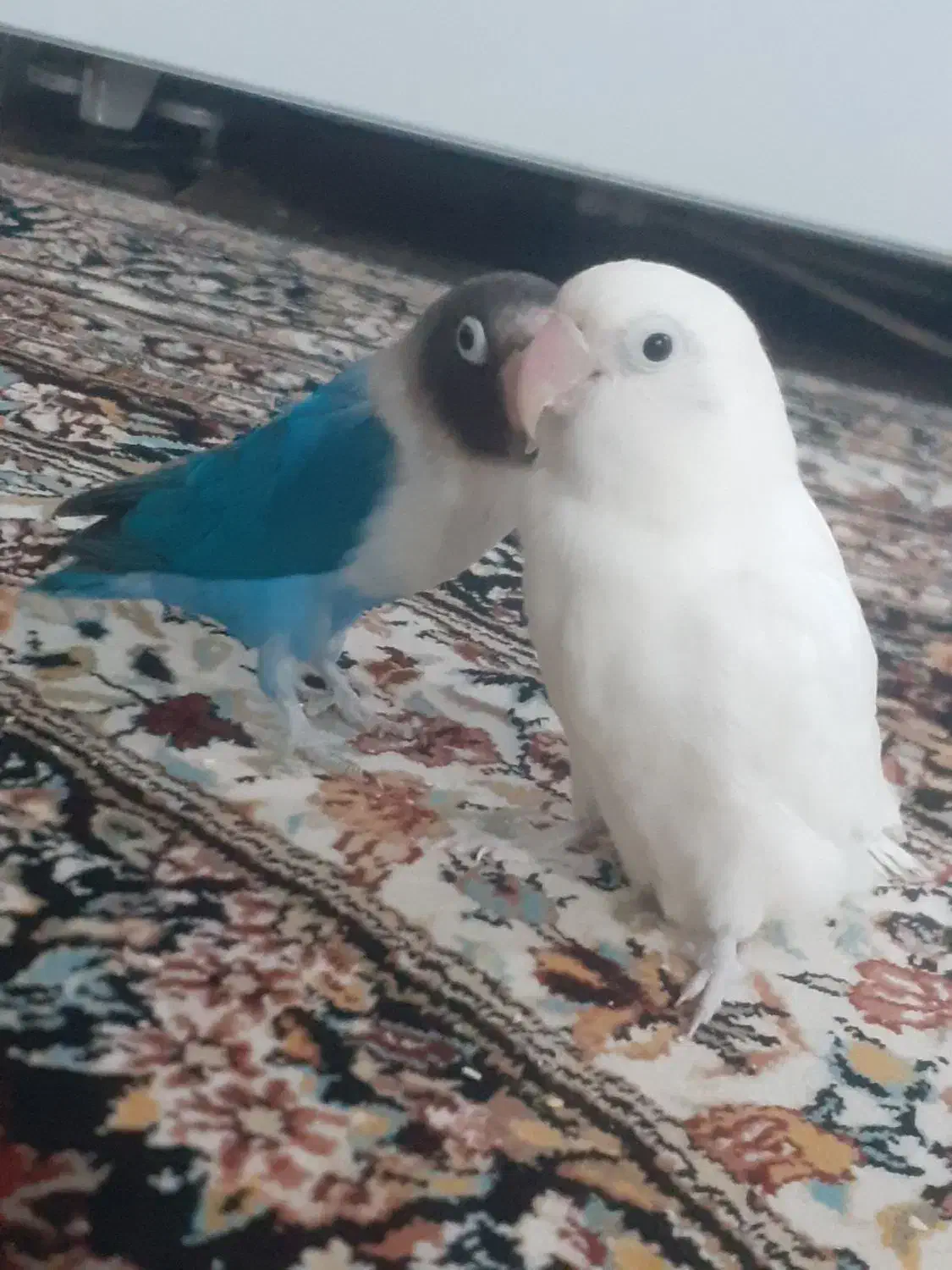 طوطی برزیلی|پرنده|اردبیل, |دیوار