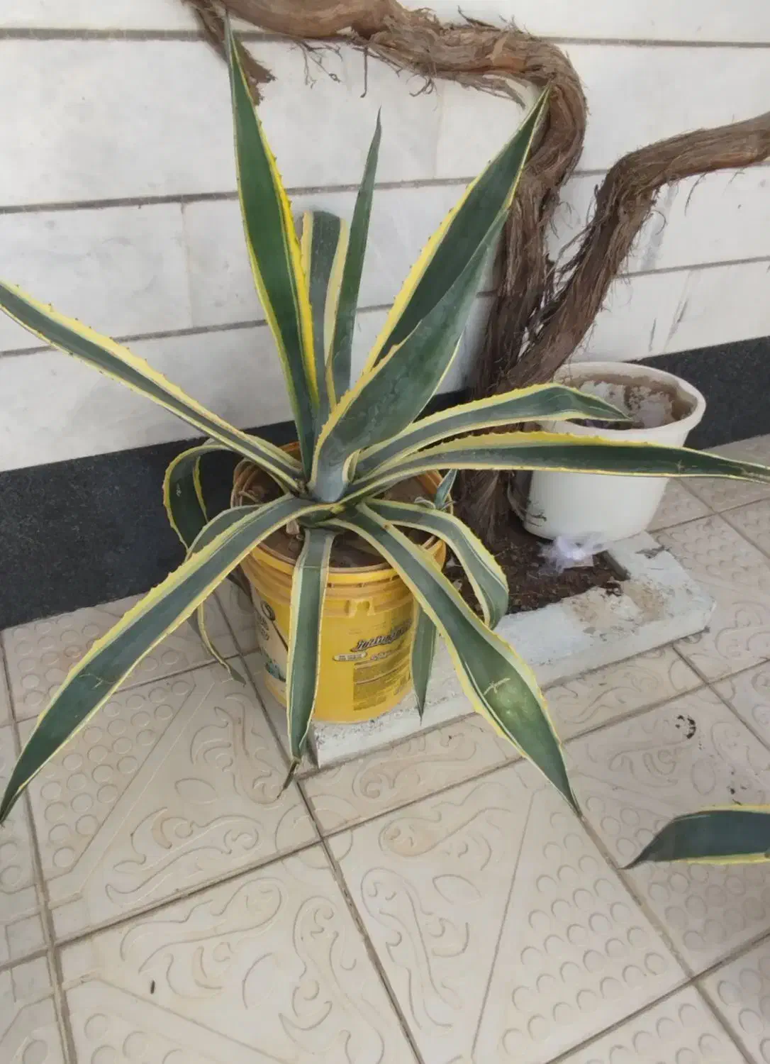 گل آکا ی زیبا|گل و گیاه طبیعی|مراغه, |دیوار