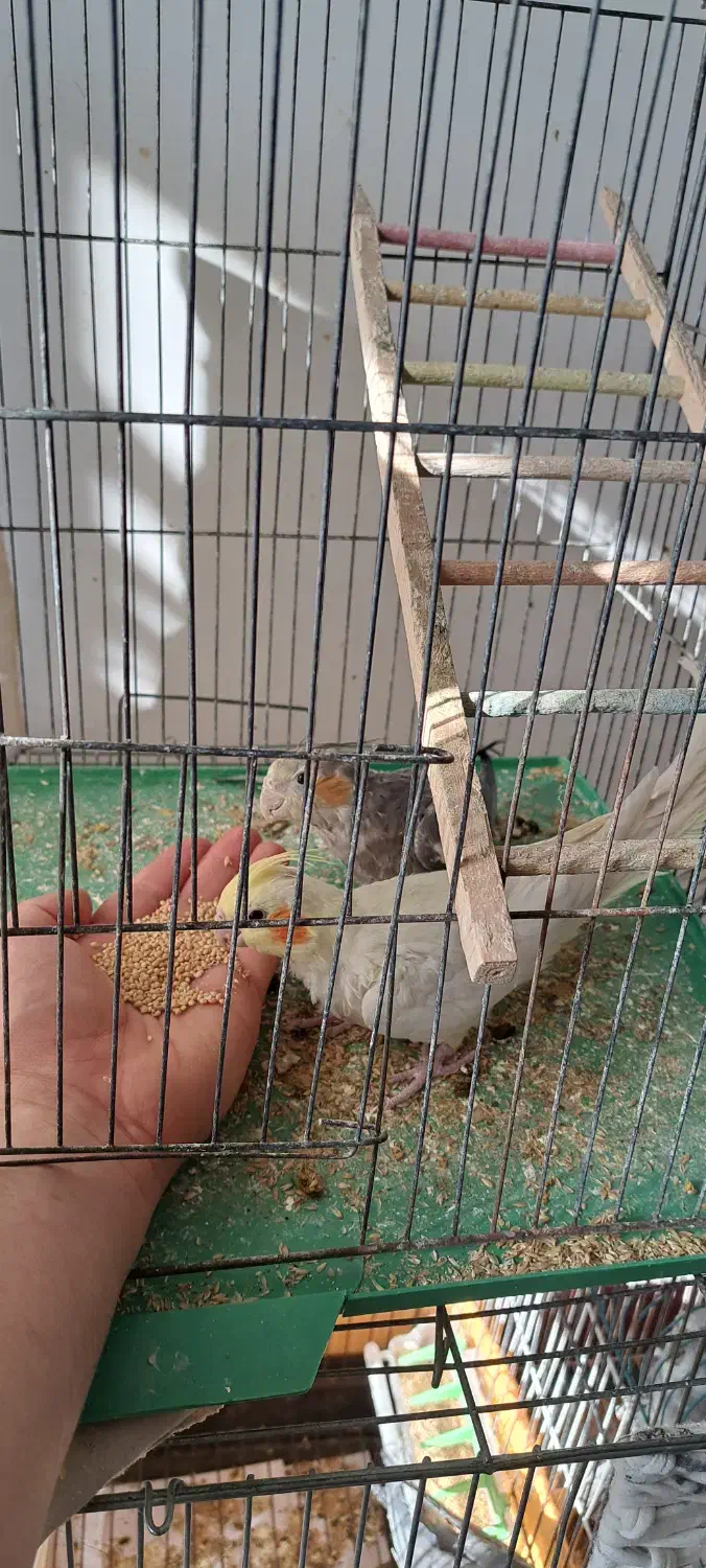 طوطی|پرنده|اهر, |دیوار