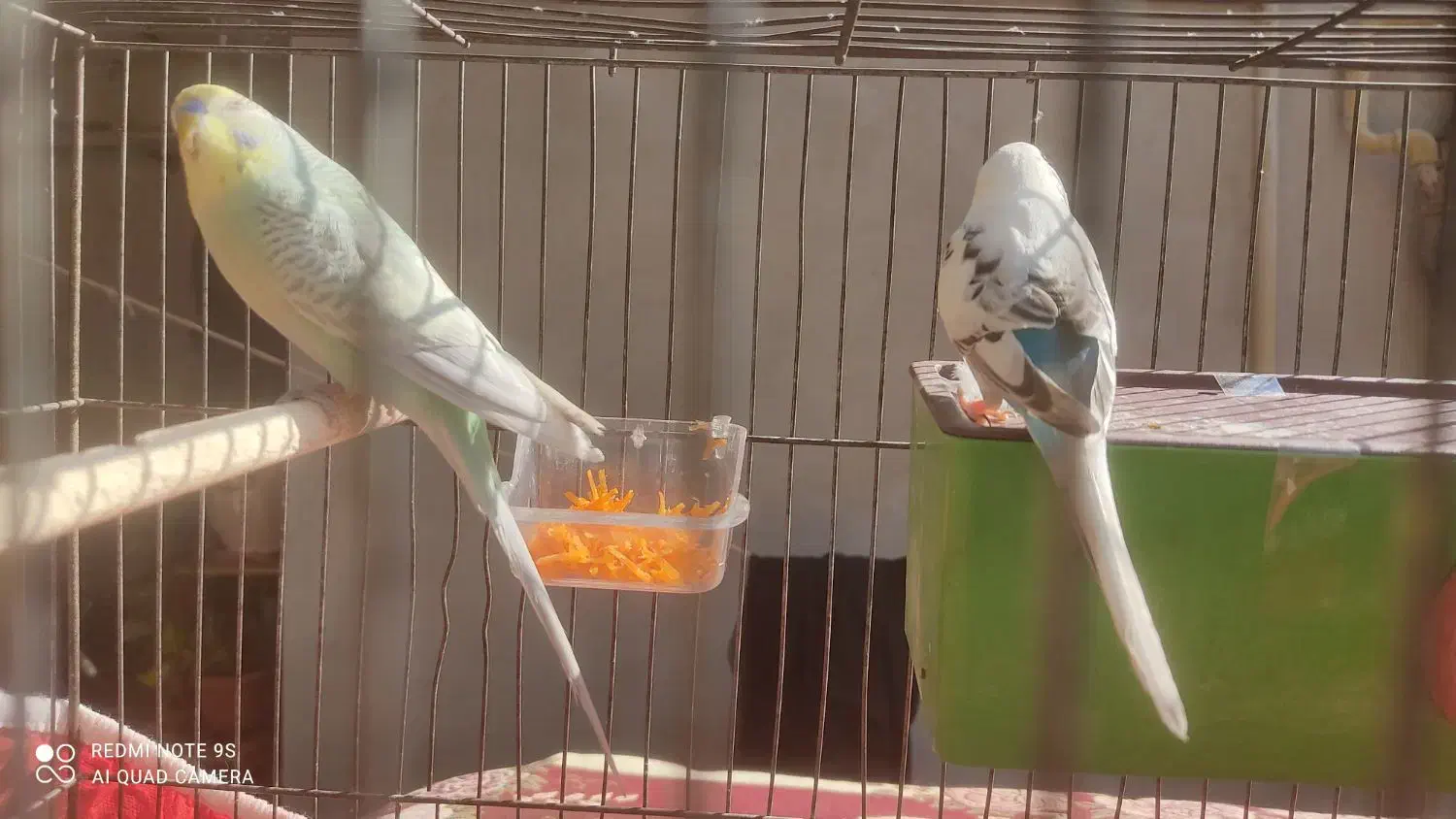 مرغ عشق|پرنده|اقبالیه, |دیوار