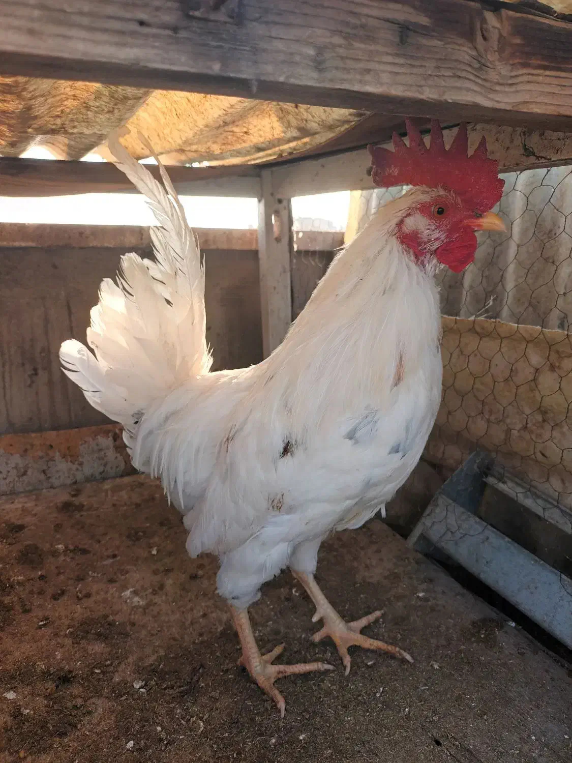 خروس گلین|حیوانات مزرعه|ری, ولی آباد|دیوار