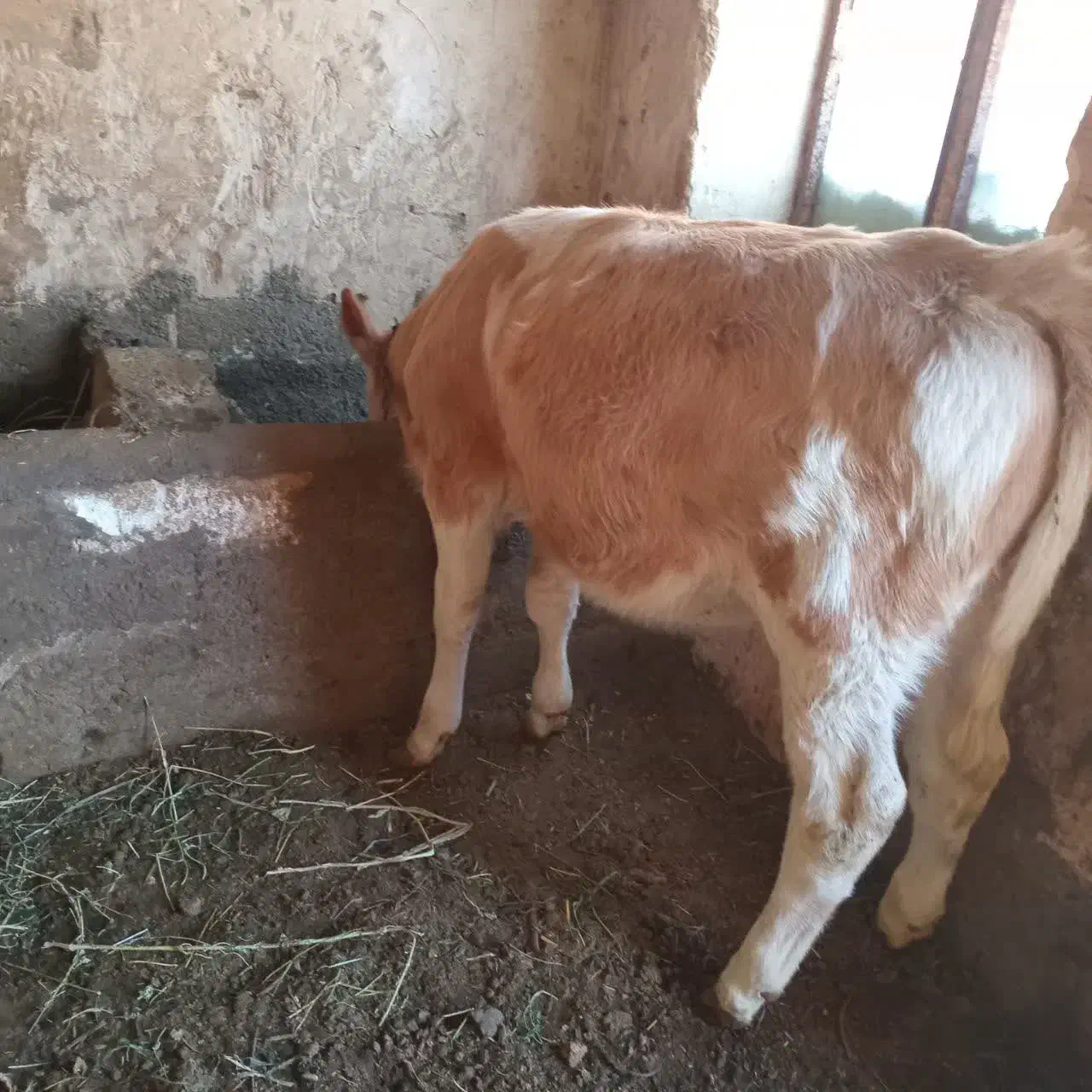 گوساله|حیوانات مزرعه|نوشین شهر, |دیوار