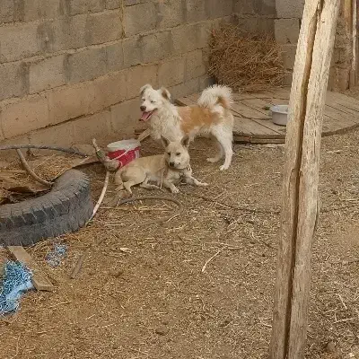 پاکوتاه اشپیتز نر معاوضه|سگ|تربت جام, جامرود|دیوار