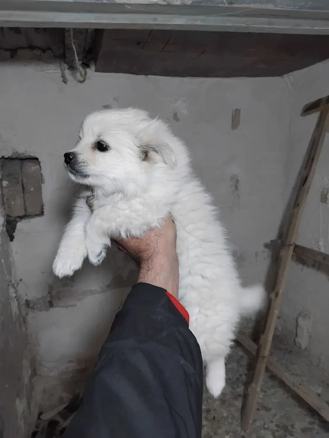 توله پامر روباهی|سگ|بجنورد, |دیوار