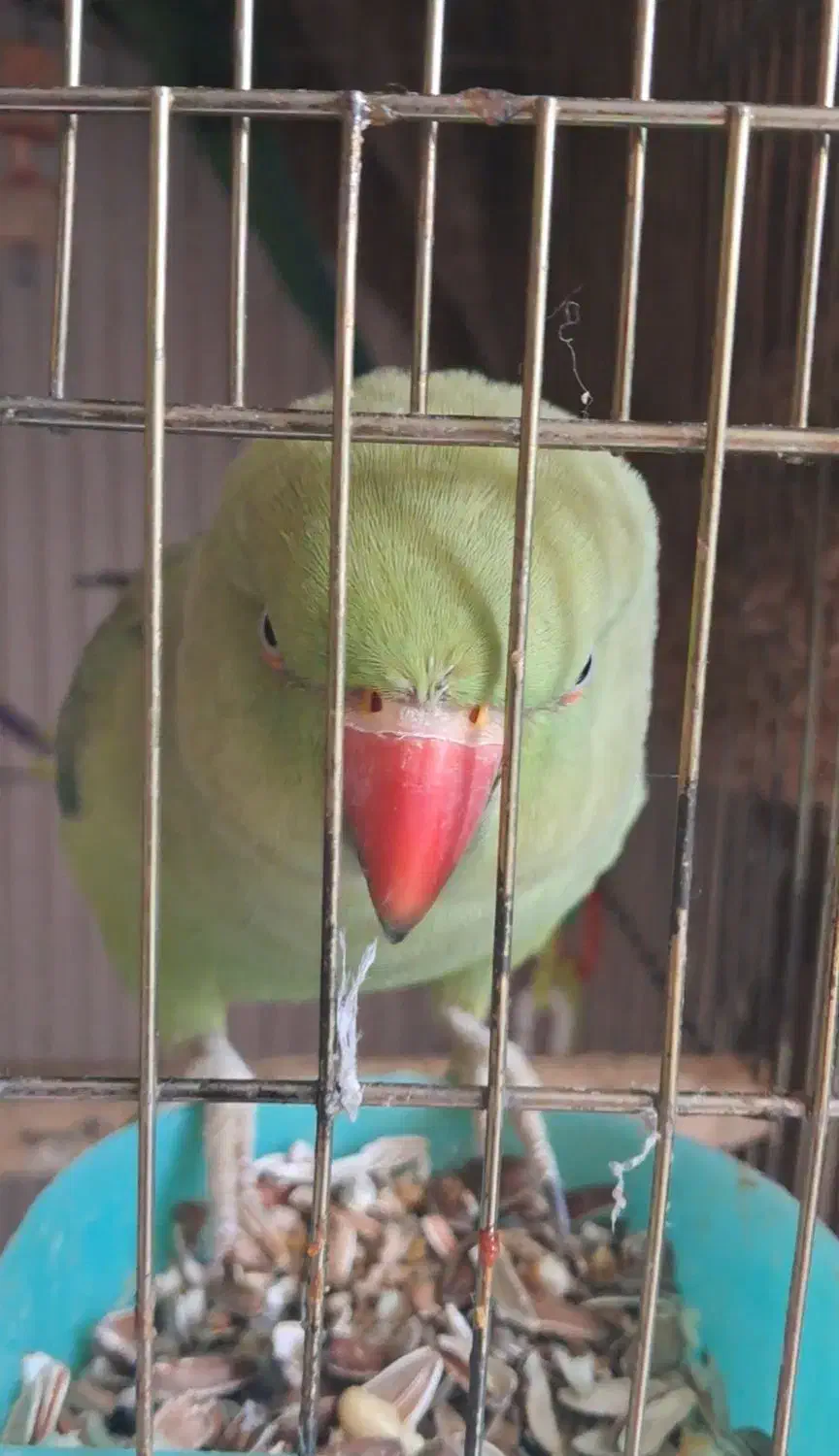 طوطی ملنگو ماده|پرنده|فردیس, فردیس|دیوار