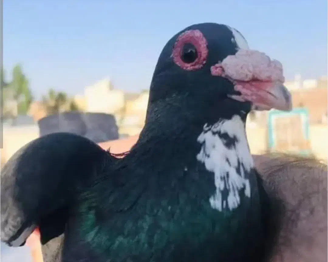 پرنده فروشی رضاخانی|پرنده|کرمان, |دیوار