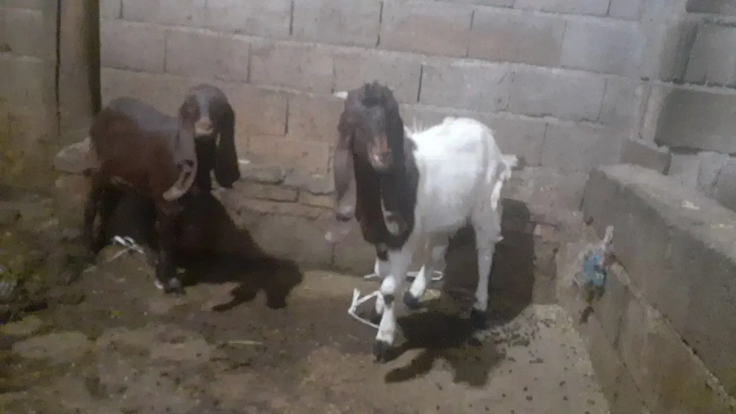 بز عراقی اصل|حیوانات مزرعه|اهر, |دیوار