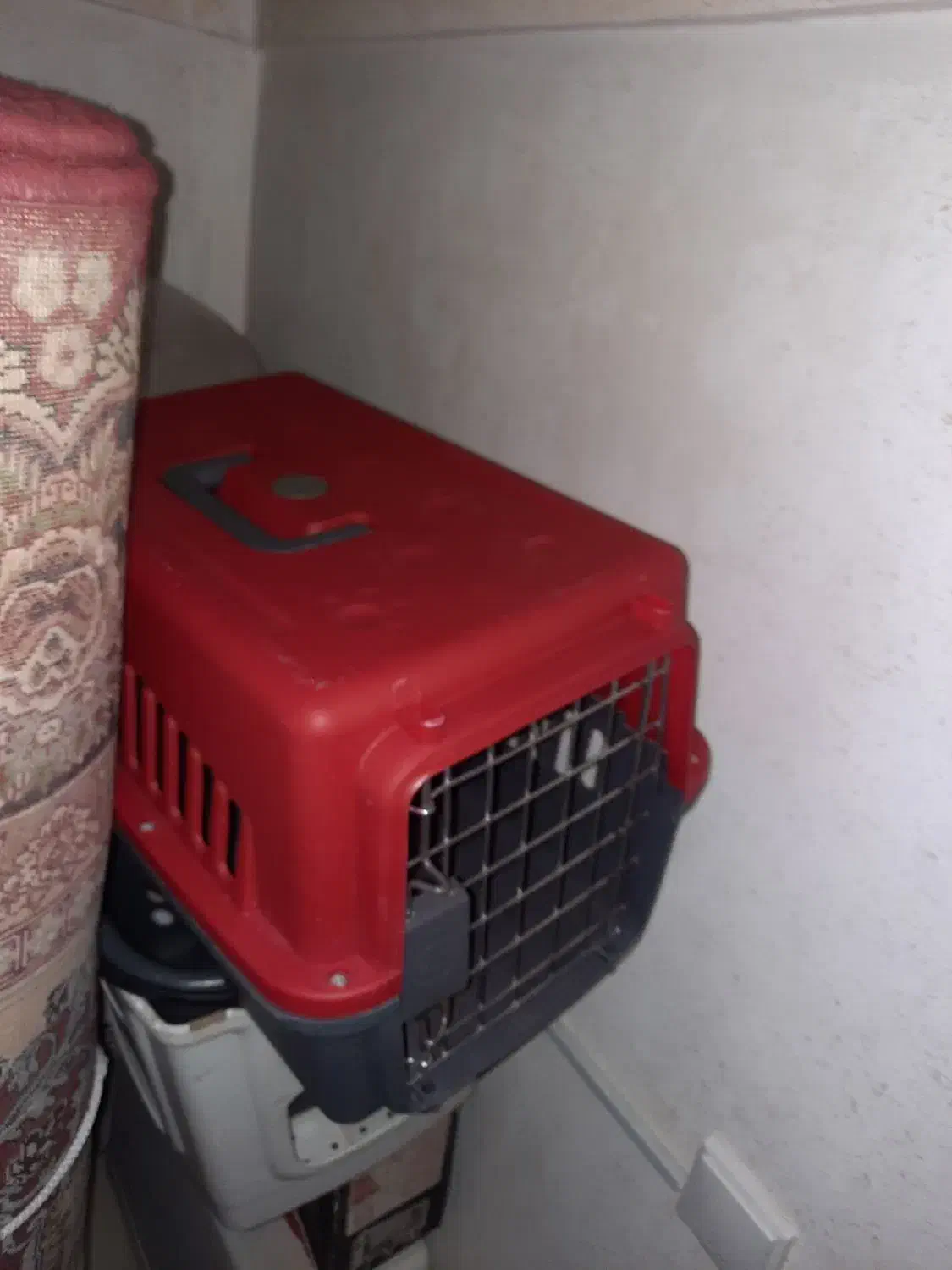 سگ پاکوتا نژاد فیندو نر همراه با باکس فی ۳ تومن|سگ|اردبیل, |دیوار