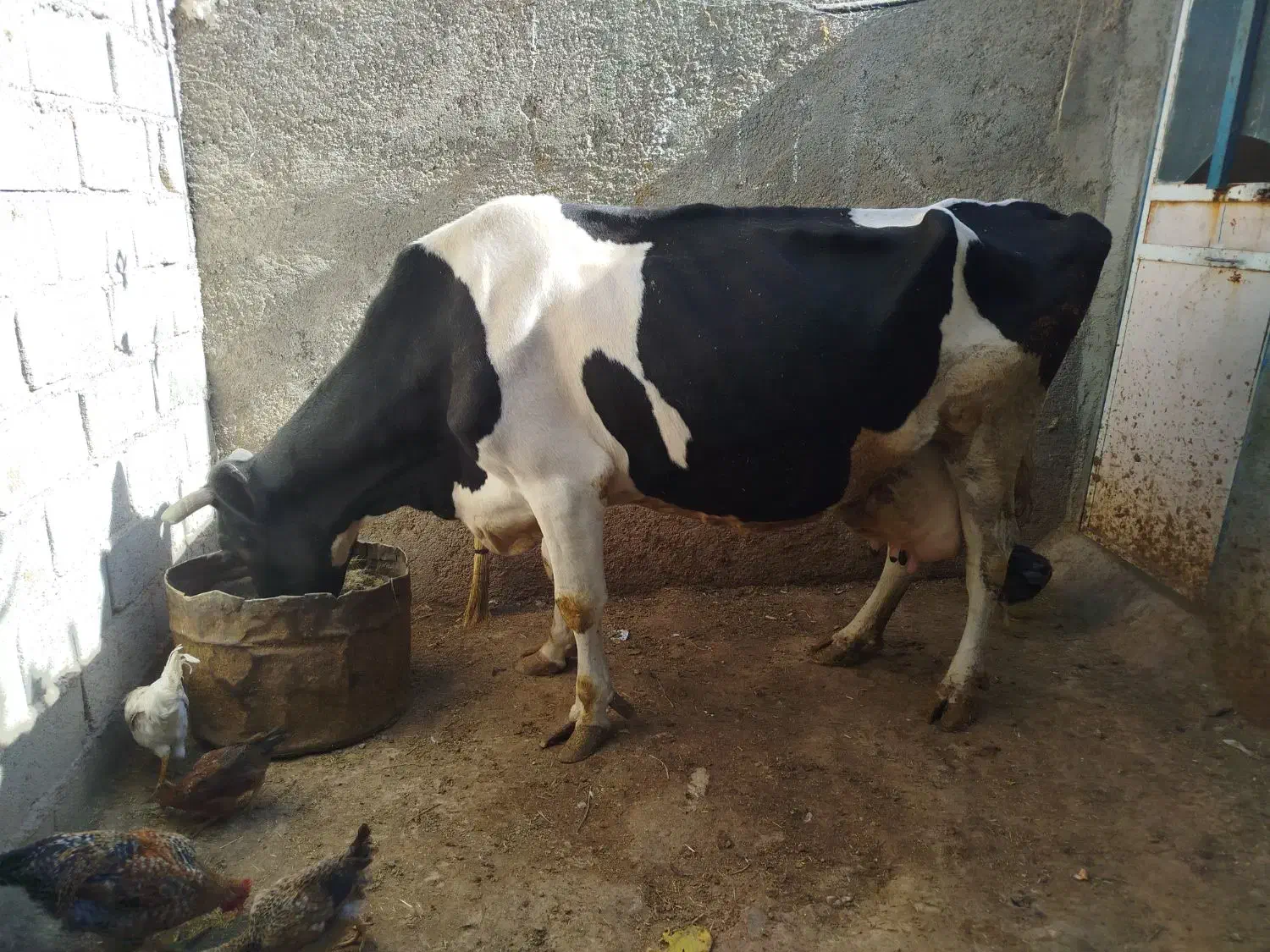 گاو گوساله|حیوانات مزرعه|خرم‌آباد, |دیوار