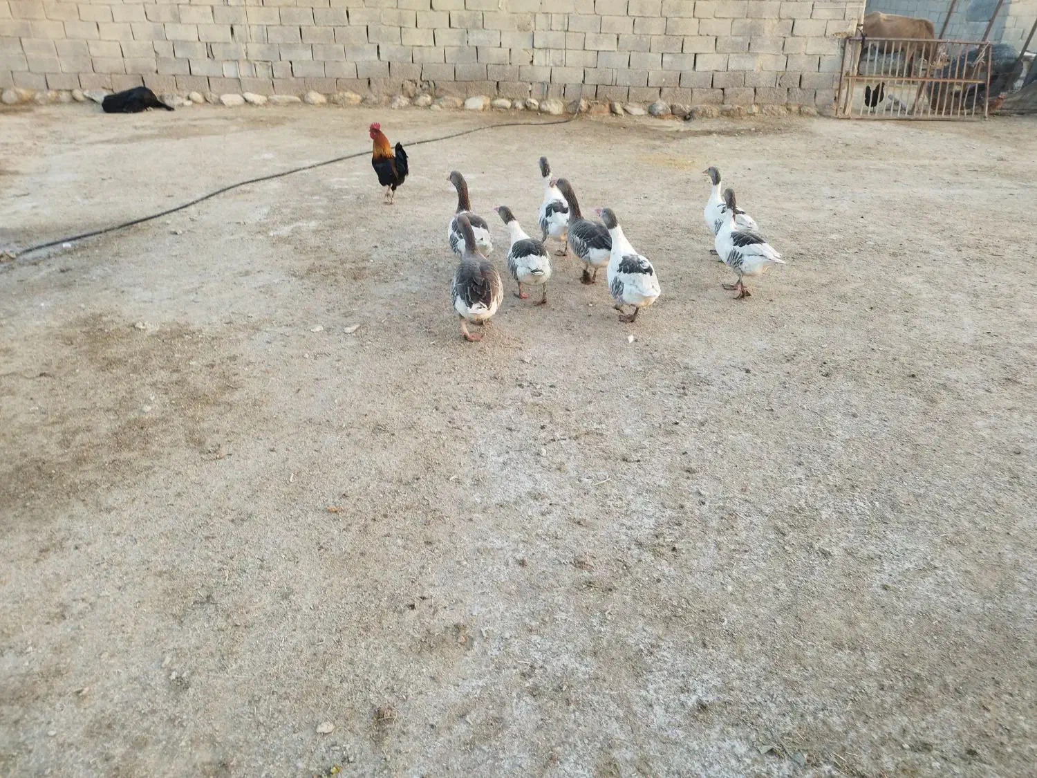 غاز|حیوانات مزرعه|دهلران, |دیوار