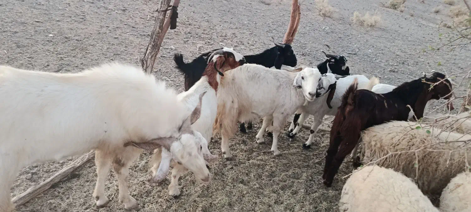 گوسفند بز فروشی|حیوانات مزرعه|بلوک, |دیوار