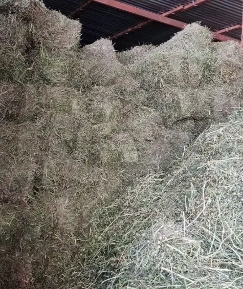 شبدر چین 2|عمدهفروشی|لردگان, |دیوار